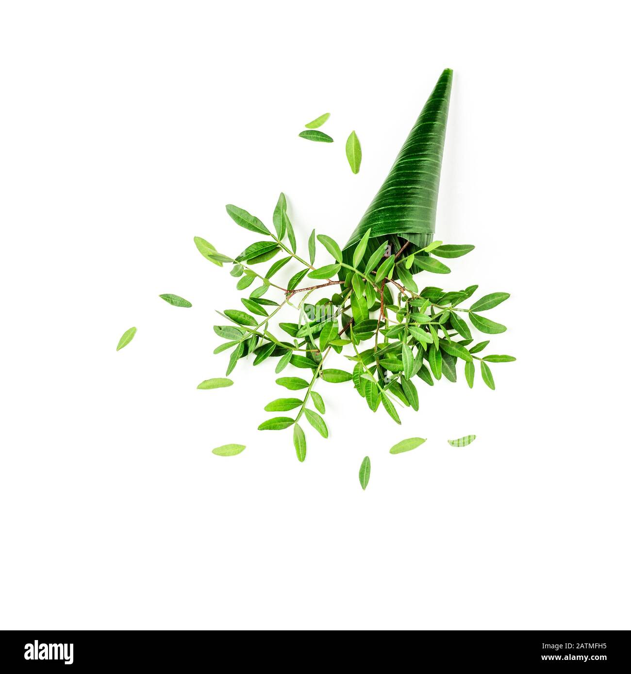Disposizione creativa. Naturale giungla foglia cono con pistacchio verde foglie isolato su sfondo bianco. Elemento di progettazione, disposizione piatta, vista dall'alto. Envi Foto Stock