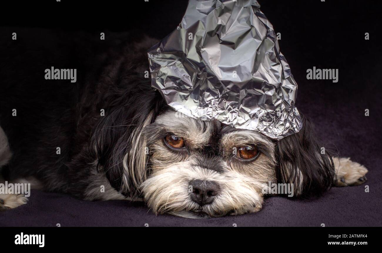 Triste cucciolo con cappello tinfoil sulla sua testa per proteggere i suoi pensieri da UFO, sfondo nero, concetto di teoria cospirazione. Foto Stock