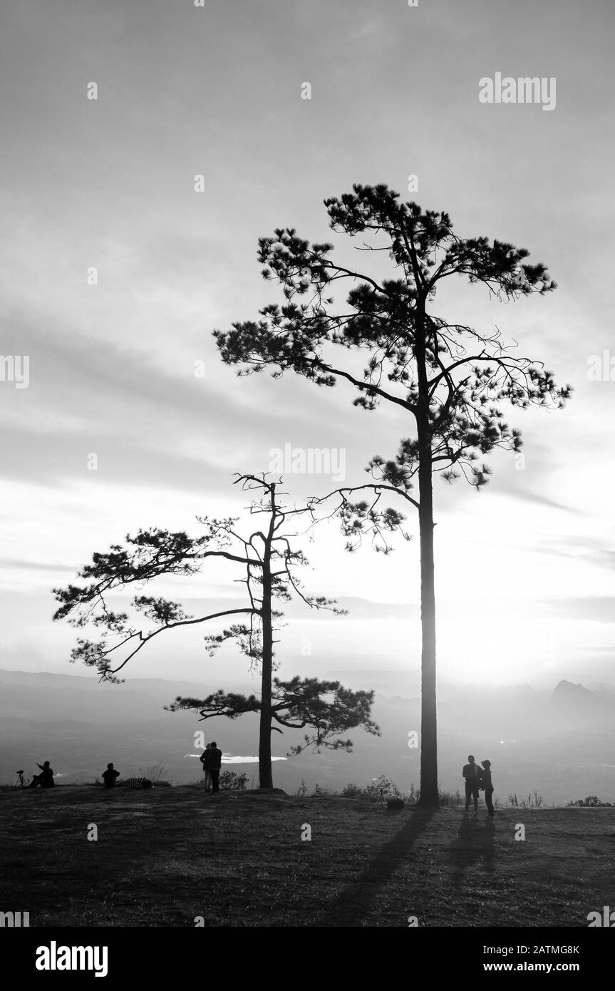 31 ottobre 2019 Loei, Thailandia - Splendida e suggestiva alba con pini silhouette e turisti a Pha Nok Una scogliera. Phu Kradueng National P Foto Stock