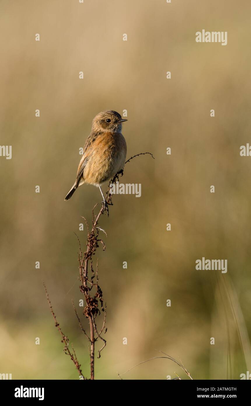 Femmina europeo stonechat (Saxicola rubicola) arroccato su piante morte Foto Stock