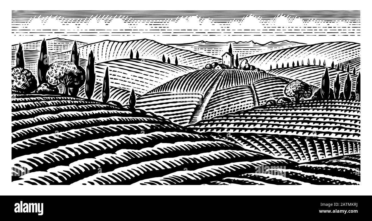 Vista panoramica sui vigneti. Campi e colline della Toscana. Piantagione di viti panoramiche in Chianti. Paesaggio inciso francese o italiano. Disegnato a mano Illustrazione Vettoriale