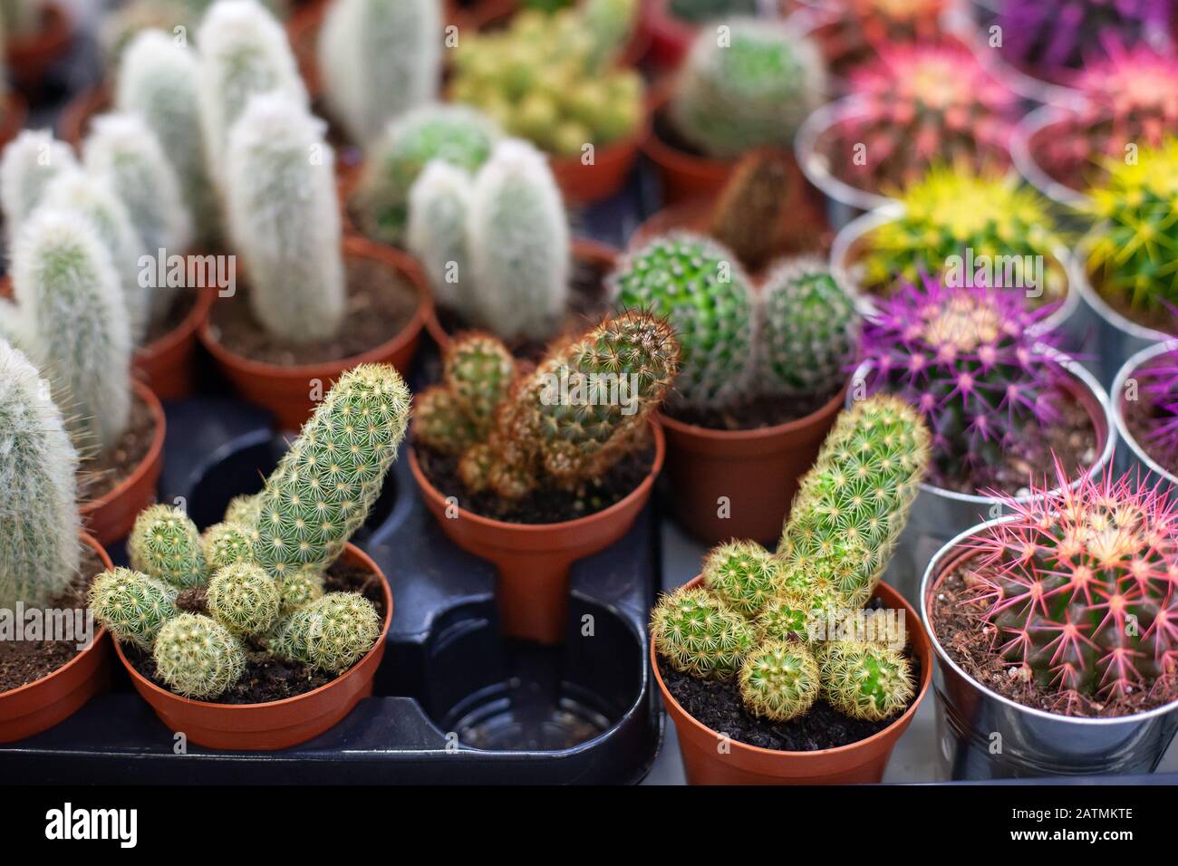 Piccolo Cactus in pentola. Raccolta di vari cactus in marrone pentole. Casa  di decorazione di casalinghi. Un sacco di piccoli cactus in pentola Foto  stock - Alamy