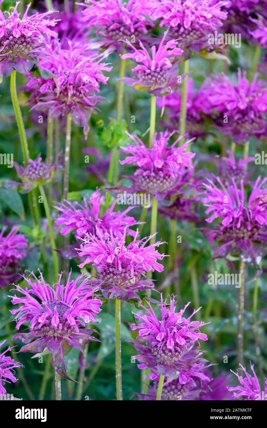 Monarda 'Scorpion', Balm ape 'Scorpion' Foto Stock