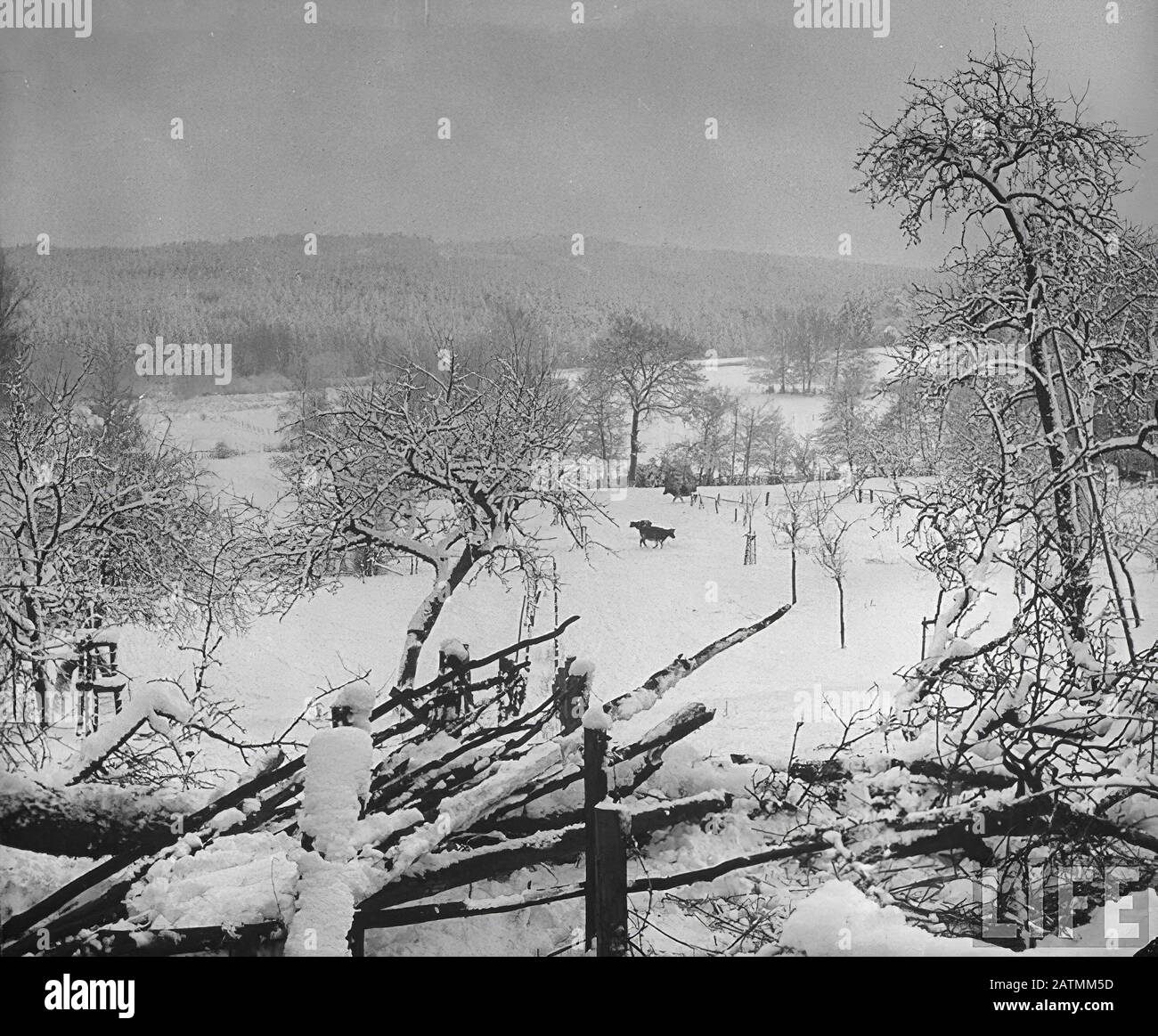 La battaglia delle Ardenne, nota anche come Controffensiva delle Ardenne, si svolse dal 16 dicembre 1944 al 25 gennaio 1945 Foto Stock