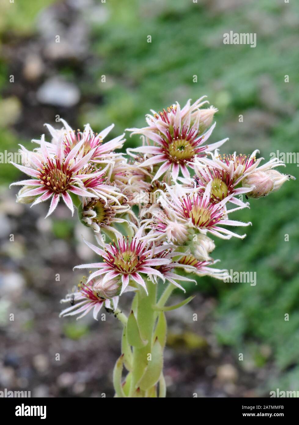 Casa comune Leek Serpervivum tectorum fiori rosa Foto Stock
