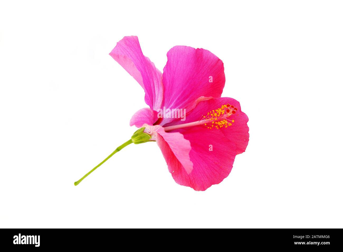Fiore di ibisco rosa su sfondo bianco Foto Stock
