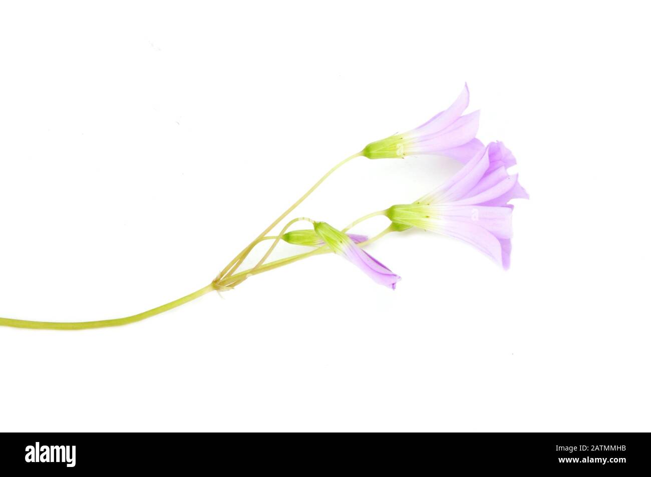 I fiori viola di una falsa pianta shamrock oxalis triangularis isolata su sfondo bianco Foto Stock