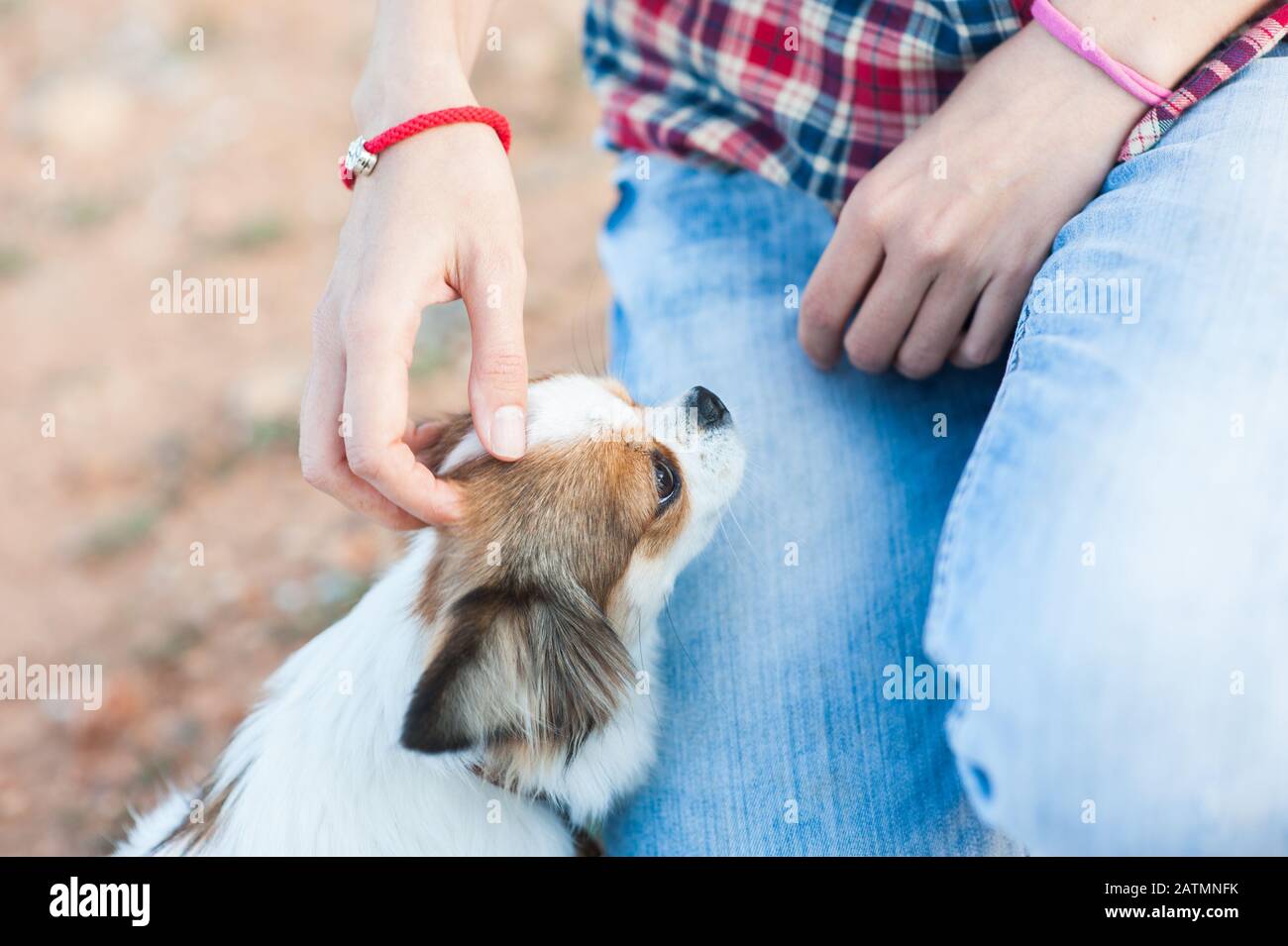 ragazza sottile che tocca piccolo cane chihuahua animale domestico con la mano seduta sul ginocchio giochi di piacere all'aperto Foto Stock
