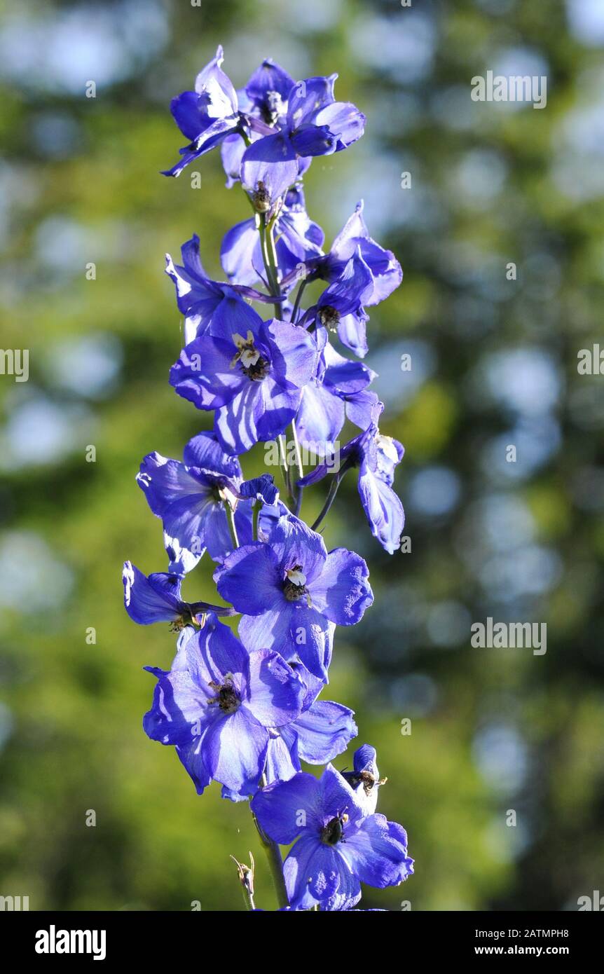 Blu Delphinium fiore su sfondo verde Foto Stock