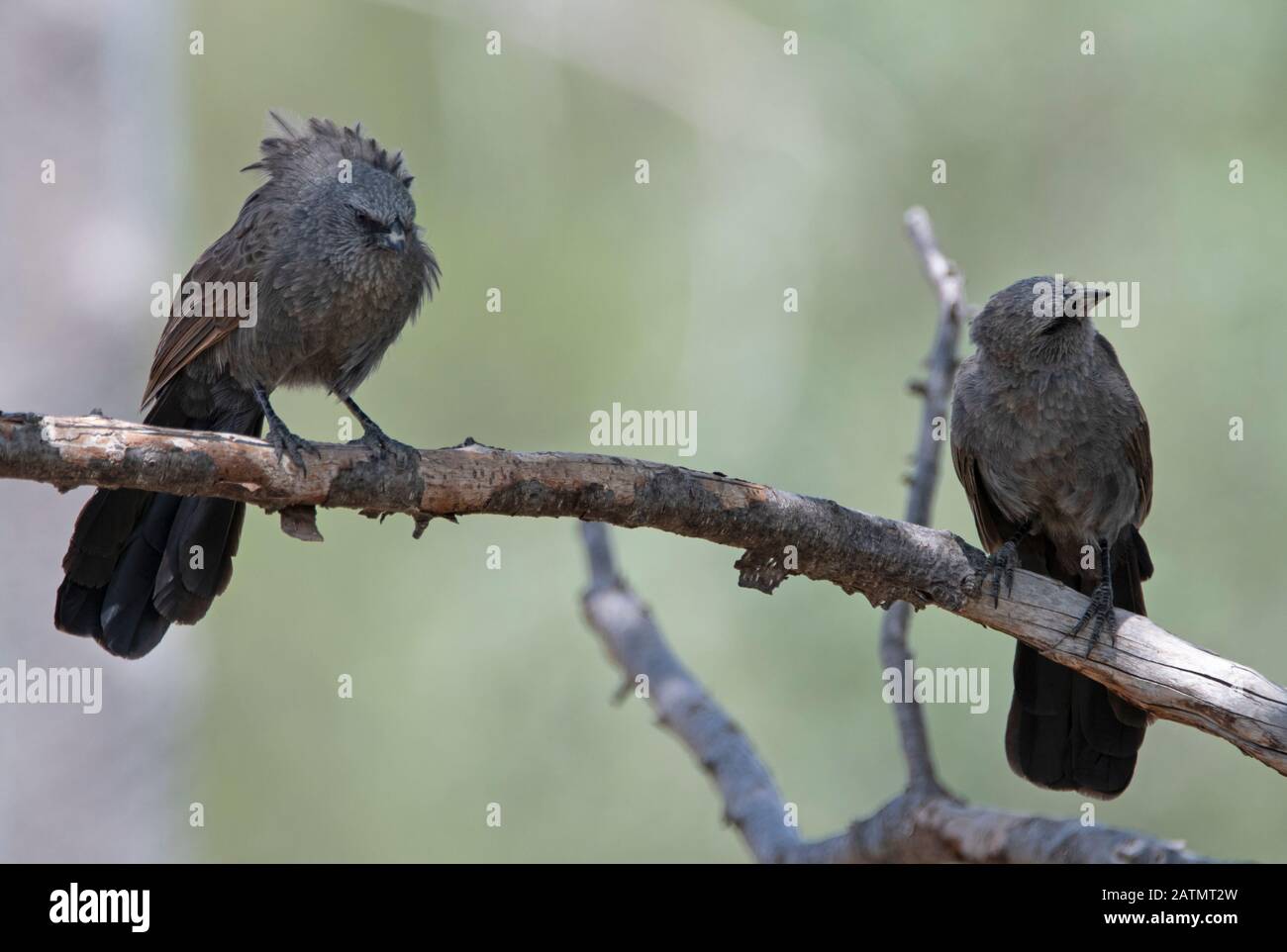 Apostlebirds uccelli sociali dei boschi secchi dell'australia Foto Stock