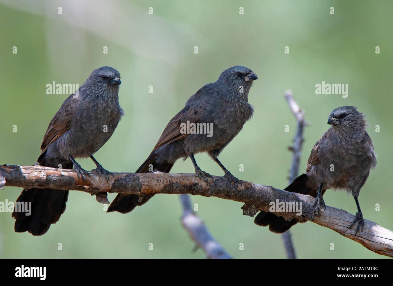 Apostlebirds uccelli sociali dei boschi secchi dell'australia Foto Stock