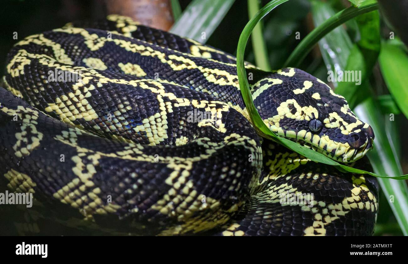 Vista ravvicinata di un Python Jungle Carpet (Morelia spilota cheynei) Foto Stock