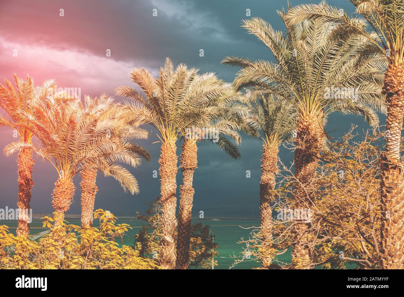 Palm grove sulla riva del Mar Morto contro un suggestivo cielo al tramonto Foto Stock