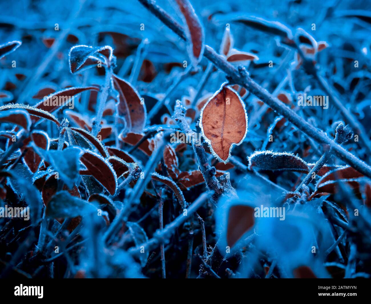 Singola foglia arancione sospesa al centro delle piante blu Foto Stock