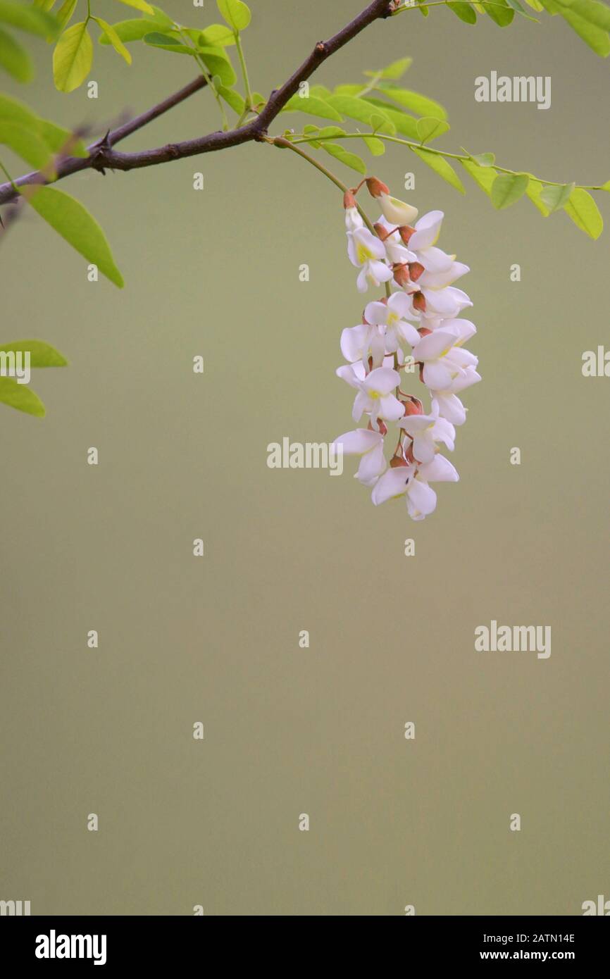 Il ramo di fiori di acacia nel tempo primaverile Foto Stock