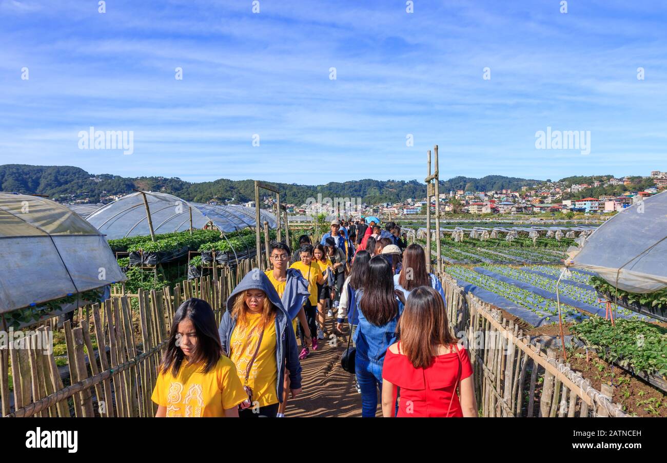 Baguio City, Filippine - 22 Dicembre 2019: Turisti Alla Strawberry Farm Di Baguio Foto Stock