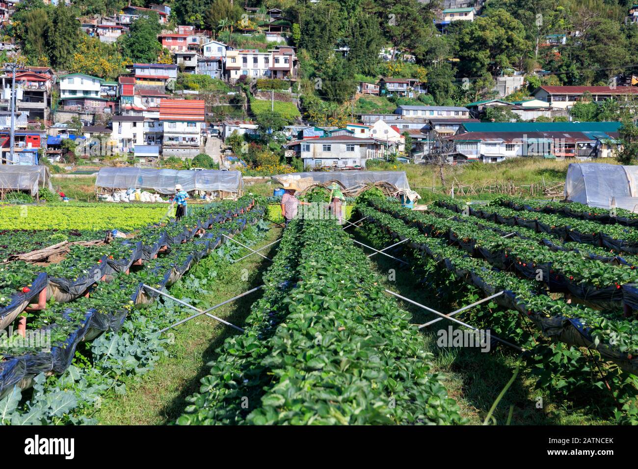 Baguio City, Filippine - 22 Dicembre 2019: Vista Della Strawberry Farm A Baguio Foto Stock
