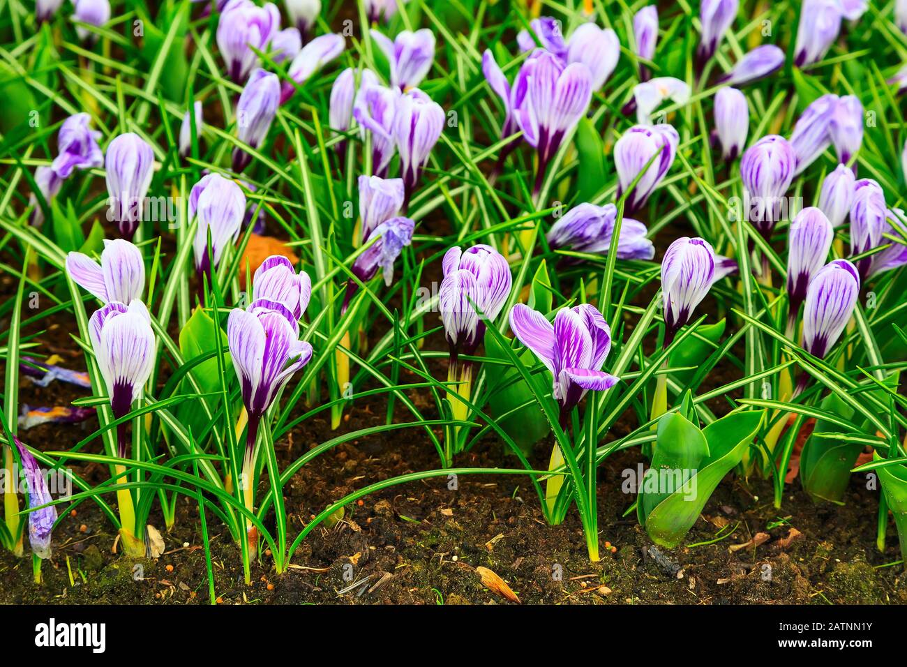 Colorful bianco, viola e lilac croco fiori sbocciano in olanda primavera giardino primo piano Foto Stock