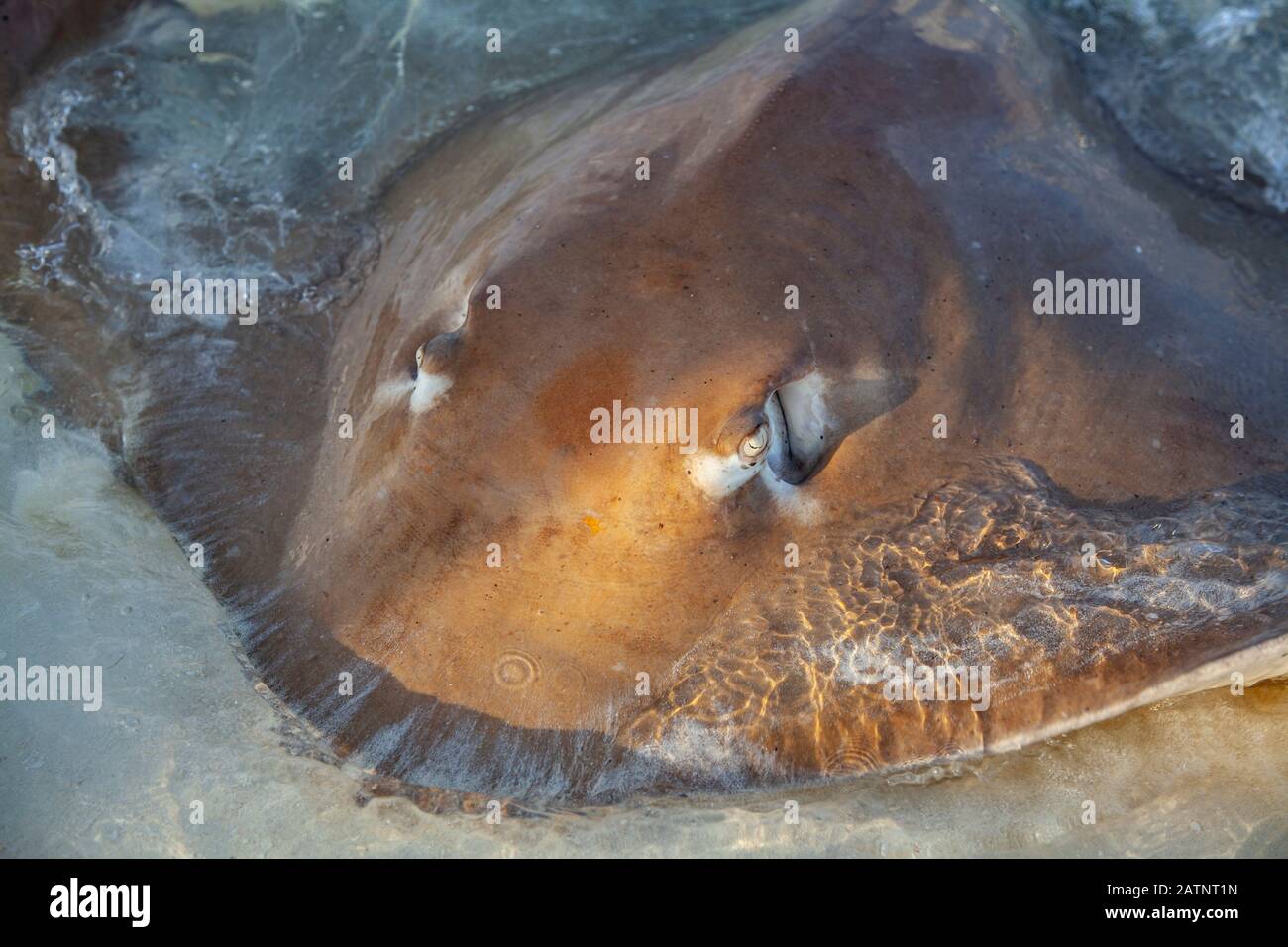 Razze animali pericolosi sulla spiaggia alle Maldive Foto Stock