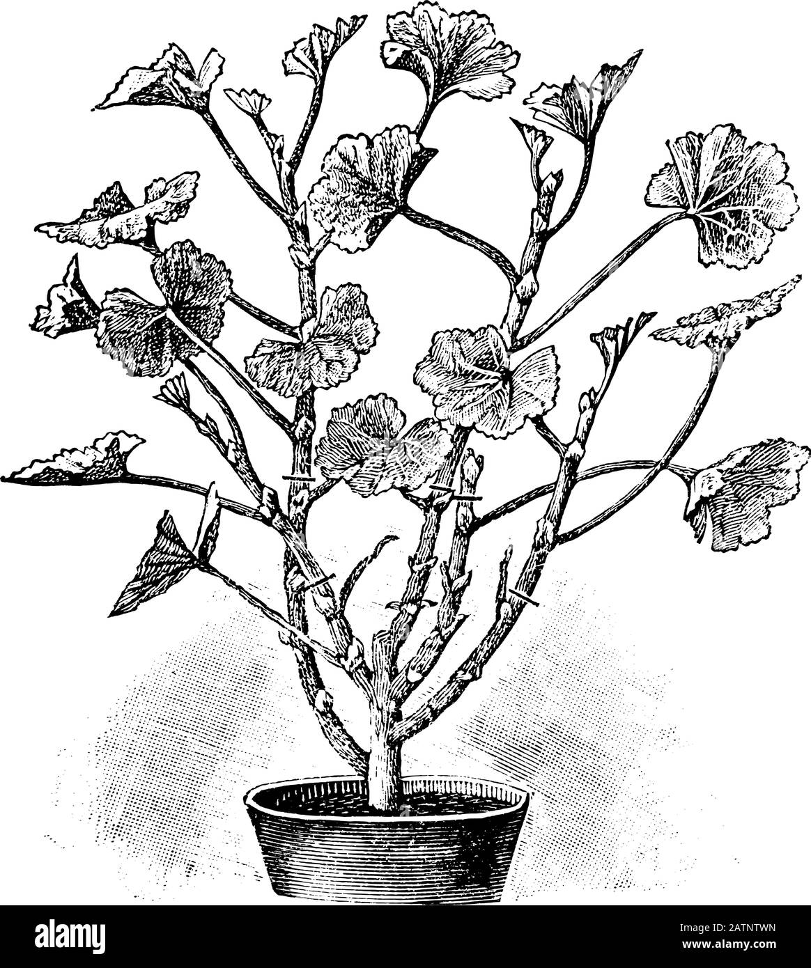 Antica linea d'arte vintage illustrazione, incisione o disegno di primavera taglio di pianta di pelargonio o fiore in vaso . Da prenotare Piante in camera, Praga, 1898. Illustrazione Vettoriale