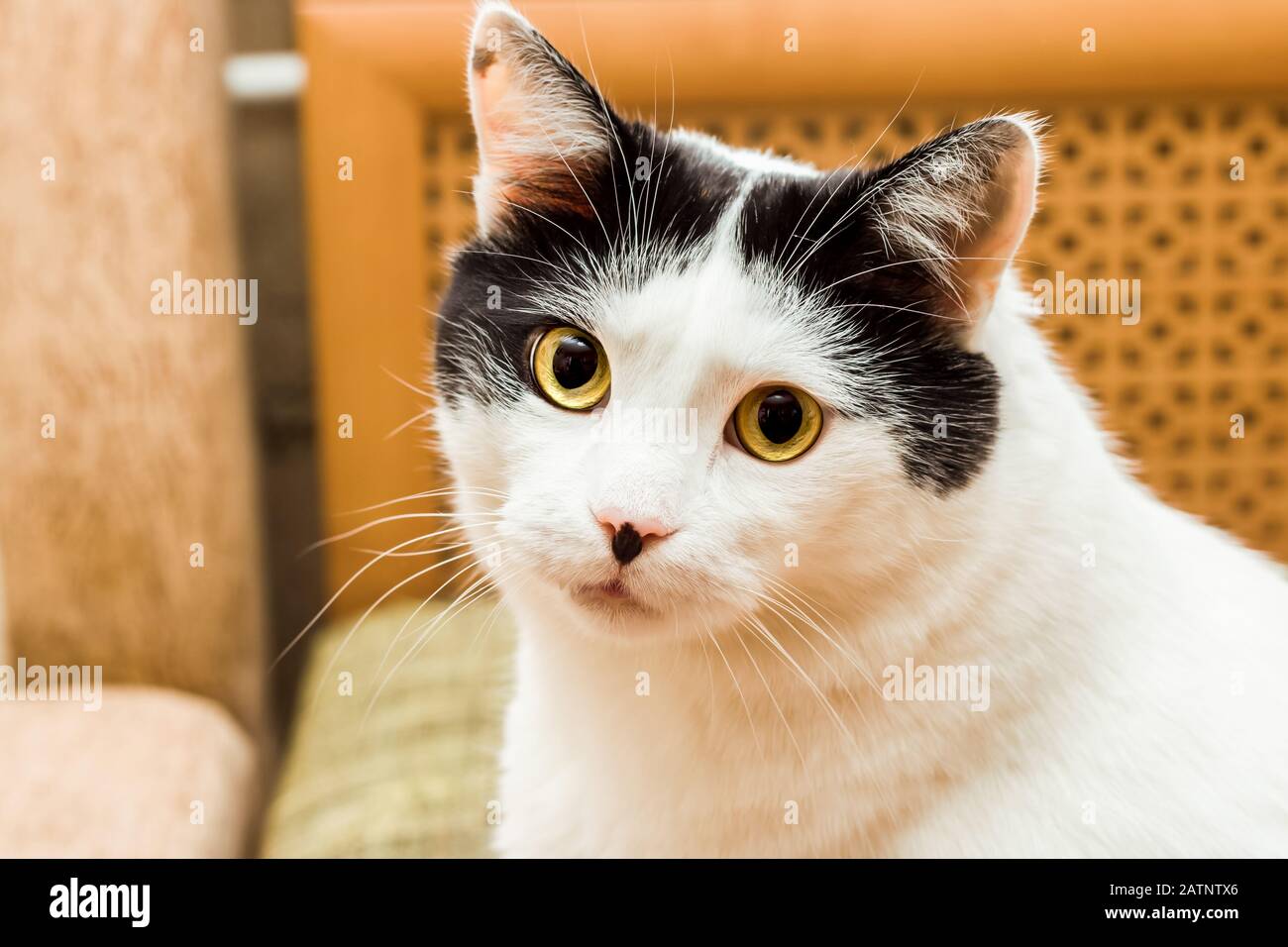Gatto Bianco nero con le orecchie e gli occhi gialli, ritratto di close-up Foto Stock