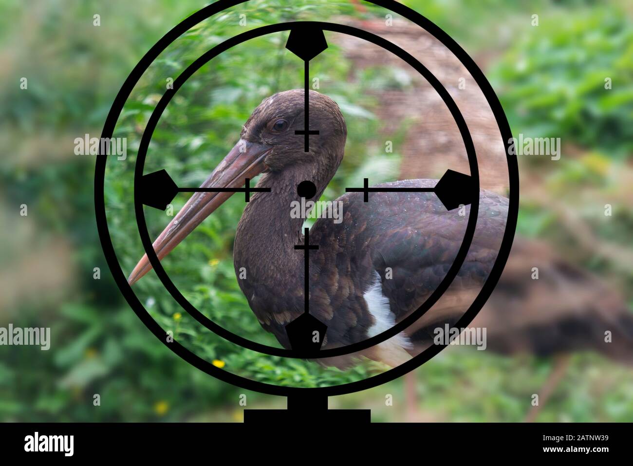 Black Stork nel mirino del cacciatore, caccia illegale Foto Stock