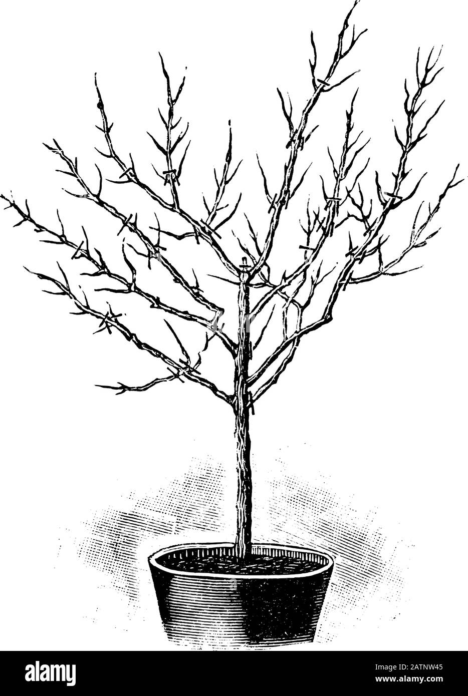 Antica linea d'arte vintage illustrazione, incisione o disegno di primavera taglio di fuchsia albero, pianta o fiore in vaso . Da prenotare Piante in camera, Praga, 1898. Illustrazione Vettoriale