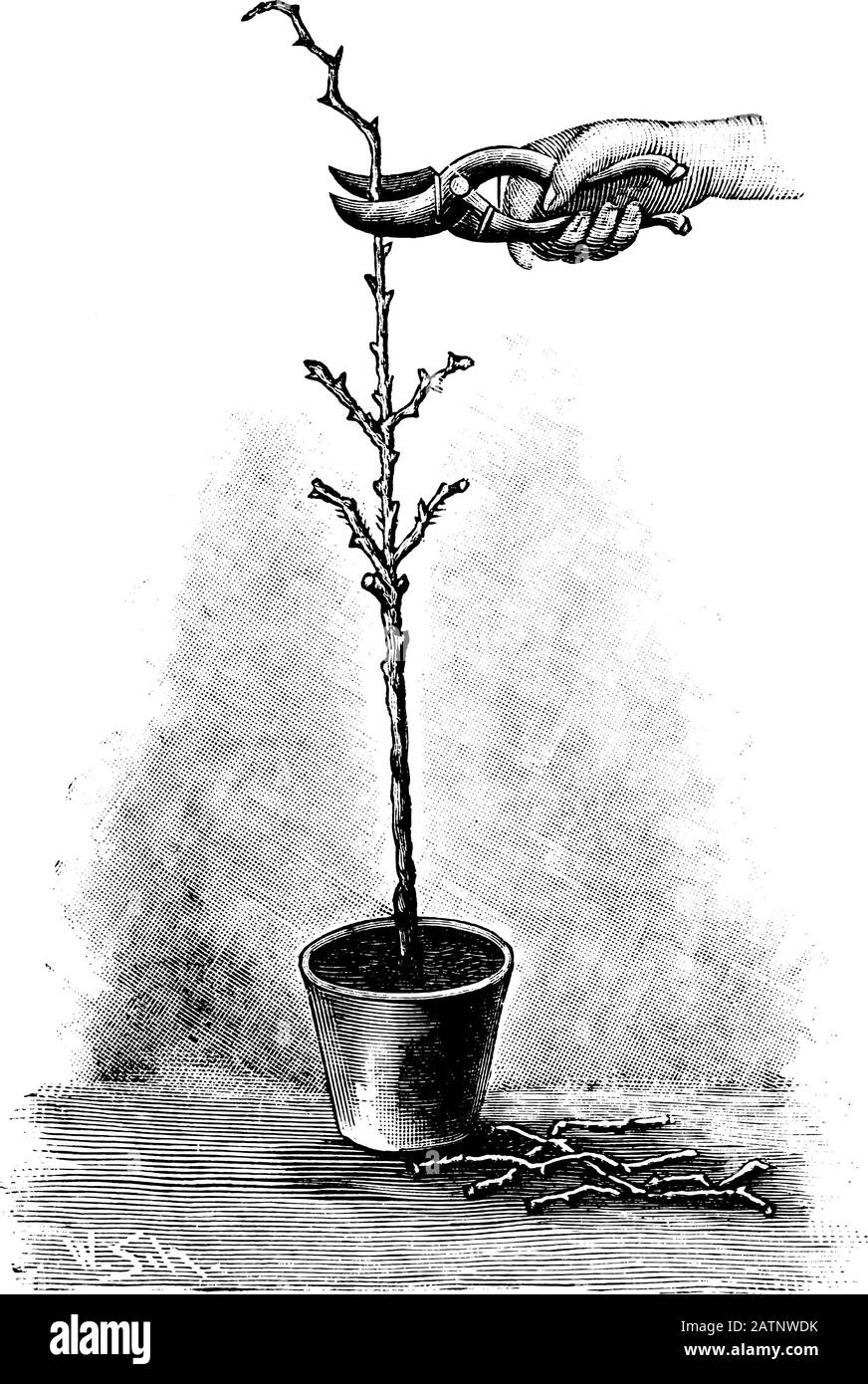 Antica linea d'arte vintage illustrazione, incisione o disegno di mano con i tagliatori che tagliano giovani rose o piante in vaso . Da prenotare Piante in camera, Praga, 1898. Illustrazione Vettoriale