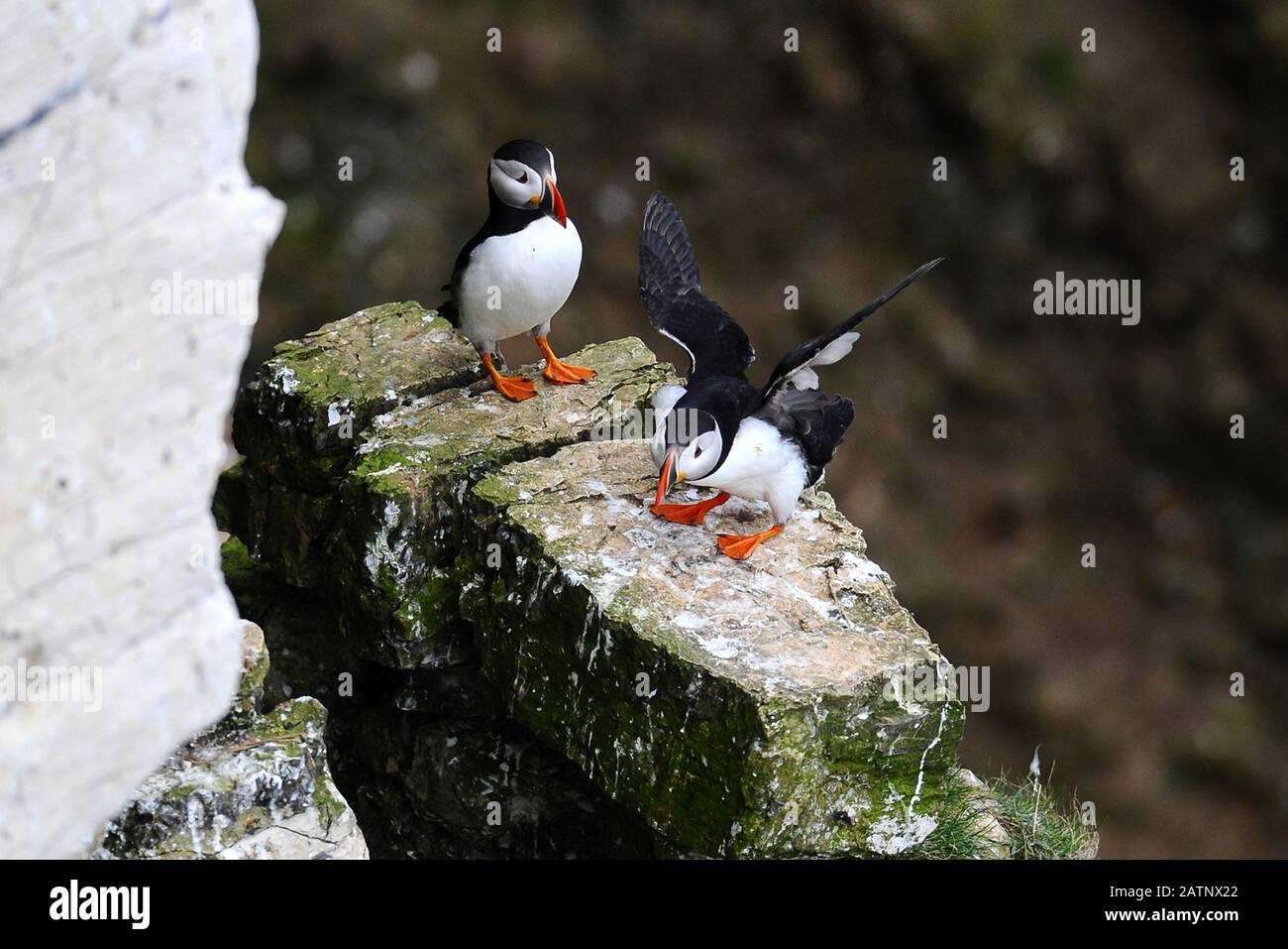 Puffin su Bempton Cliffs, East Yorkshire, Regno Unito. Foto Stock