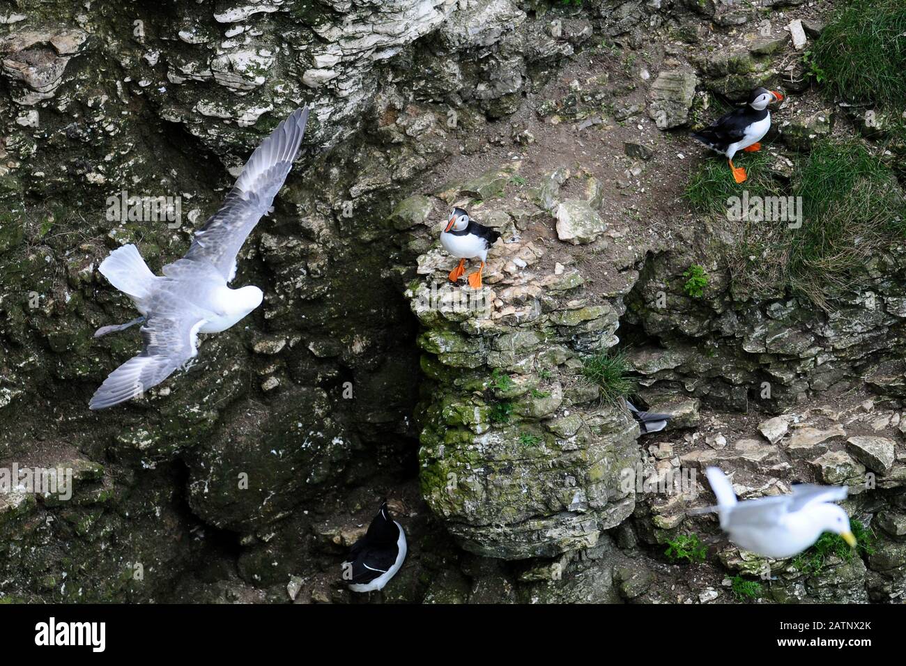 Puffin su Bempton Cliffs, East Yorkshire, Regno Unito. Foto Stock