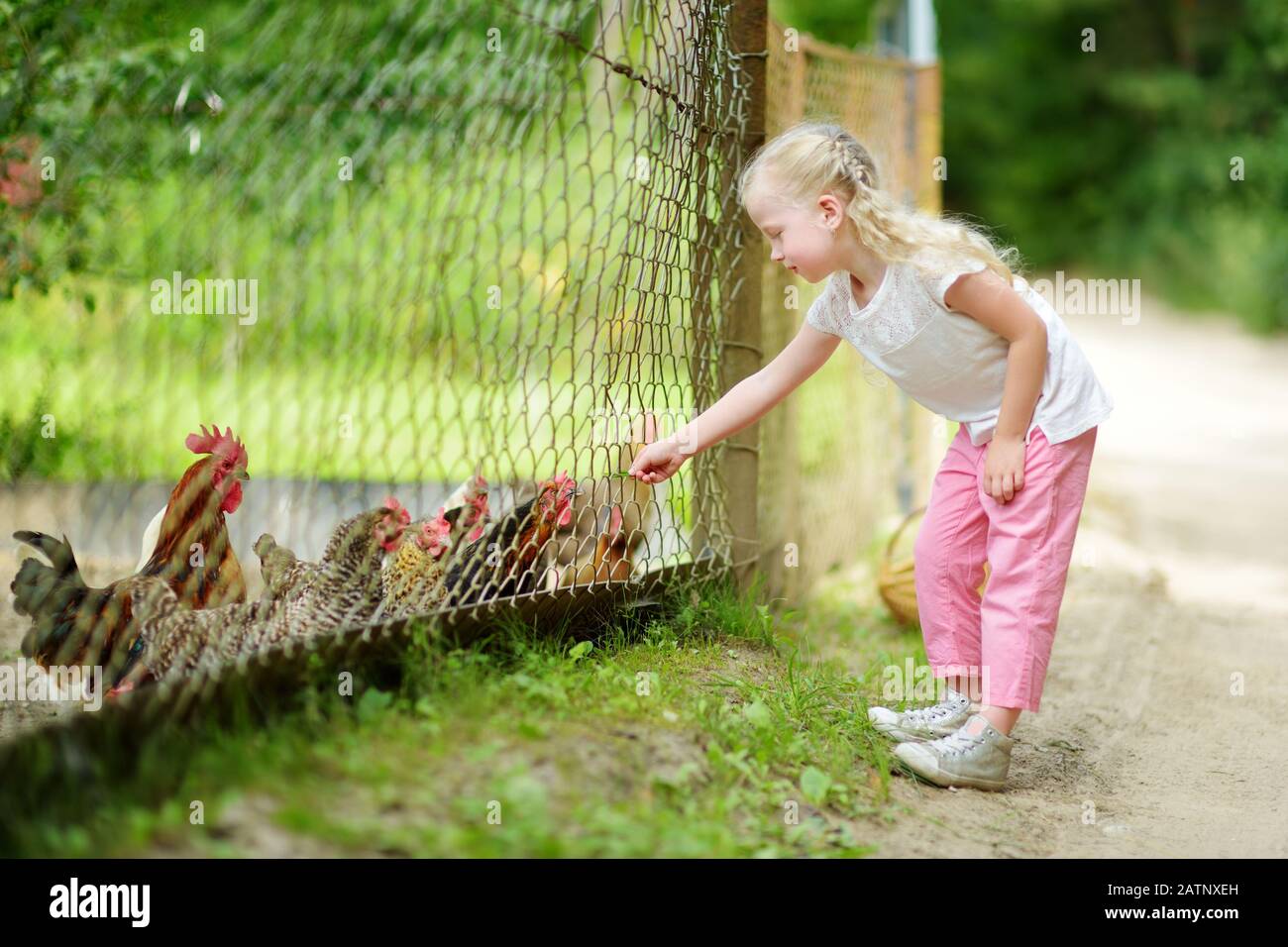 Ragazza carina piccola guardando polli fattoria attraverso recinzione di metallo. Bambini che esplorano la natura. Foto Stock