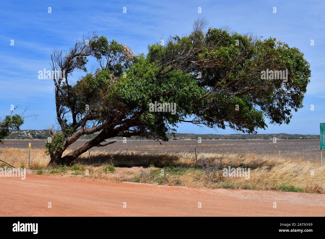 Australia, albero piegato dal vento Foto Stock