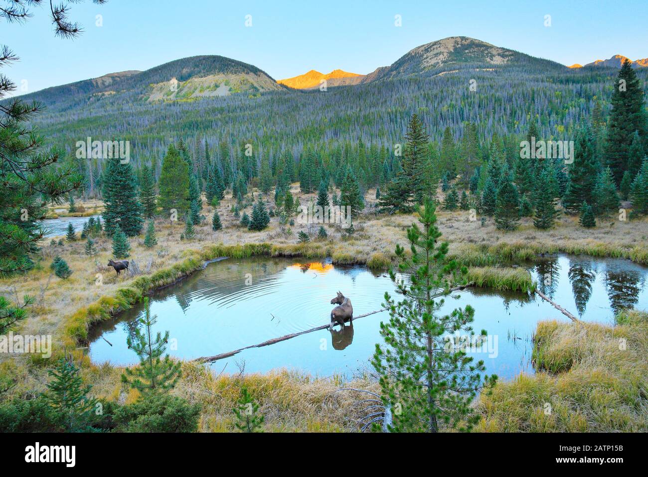 Alba, Moose, Beaver Ponds, Kawuneeche Valley, Rocky Mountain National Park, Estes Park, Colorado, Stati Uniti Foto Stock
