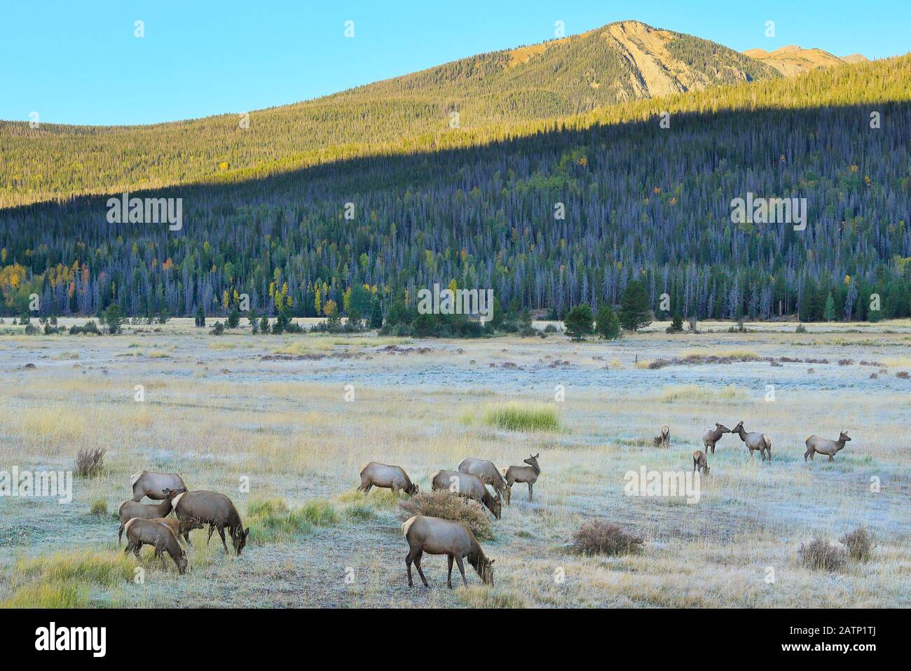 Elk, Kawuneeche Valley, Rocky Mountain National Park, Estes Park, Colorado, Stati Uniti Foto Stock