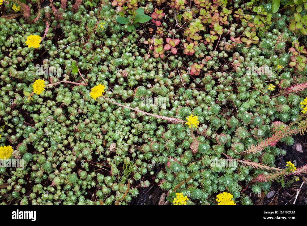 Sedum - Stonecrop nei primi mesi estivi Foto Stock