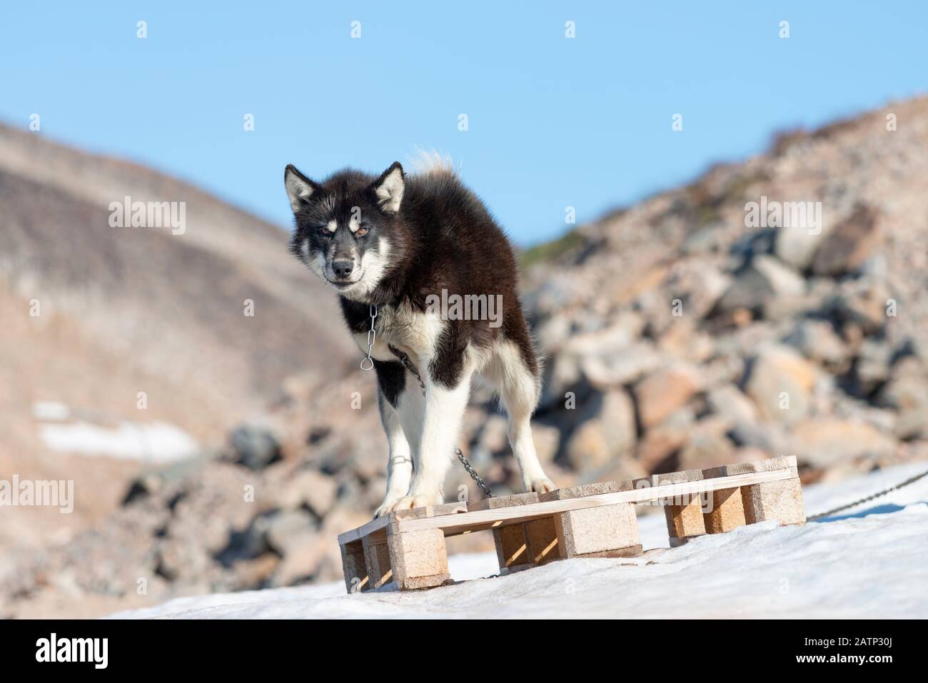 Cani groenlandesi nel villaggio di Ittoqortoormiit Foto Stock