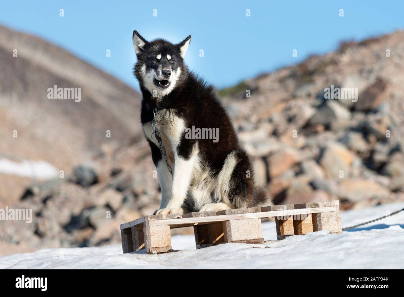 Cani groenlandesi nel villaggio di Ittoqortoormiit Foto Stock