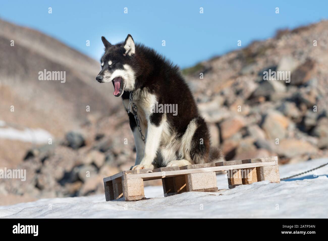 Cani groenlandesi nel villaggio di Ittoqortoormiit Foto Stock