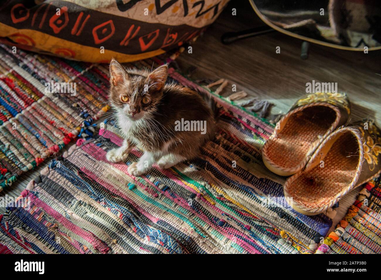 Appena adottato piccolo kitten affamato senzatetto. Concetto di protezione e adozione degli animali senza dimora Foto Stock