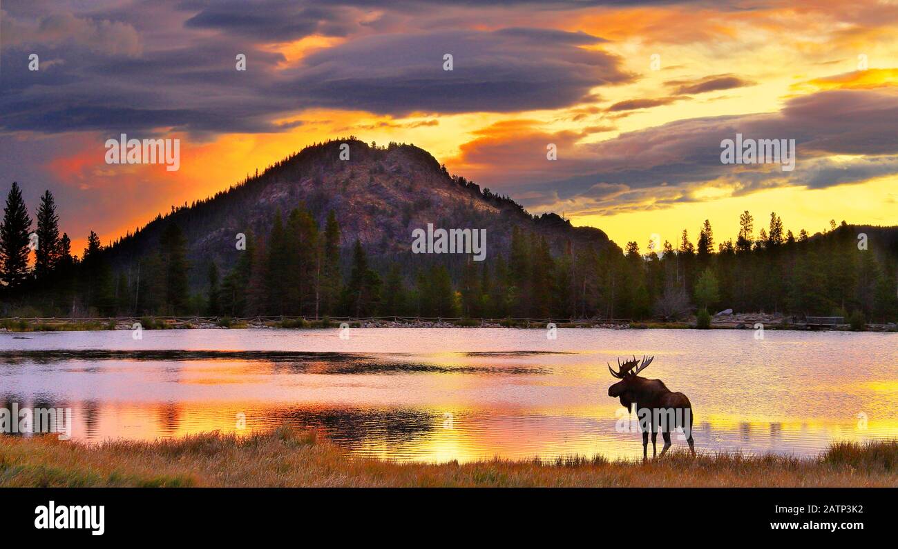 Bull Moose, Sunrise, Sprague Lake, Sprague Lake Trail, Rocky Mountain National Park, Estes, Colorado, Stati Uniti Foto Stock