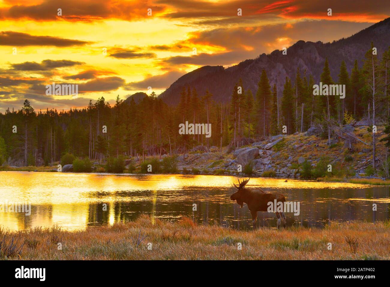Bull Moose, Sunrise, Sprague Lake, Sprague Lake Trail, Rocky Mountain National Park, Estes, Colorado, Stati Uniti Foto Stock