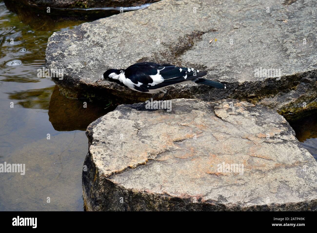 Australia, magpie-lark aka peewee, peewit o fanglark, Foto Stock