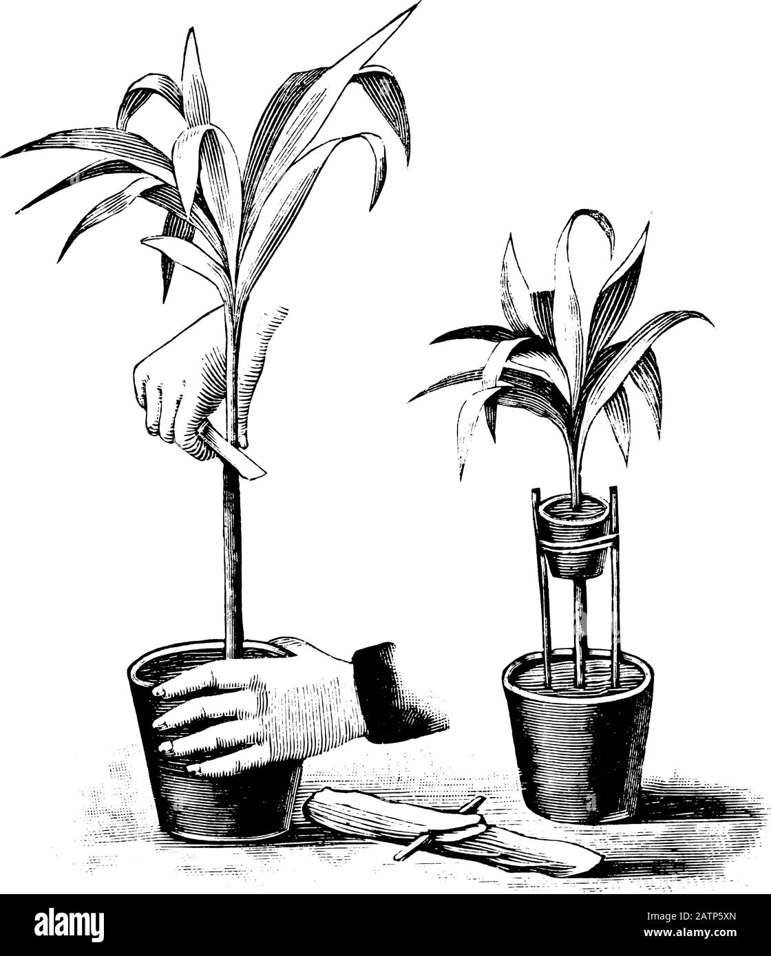 Antica linea d'arte vintage illustrazione, incisione o disegno di stratificazione d'aria di pianta o fiore sovracresciuto. Da prenotare Piante in camera, Praga, 1898. Illustrazione Vettoriale