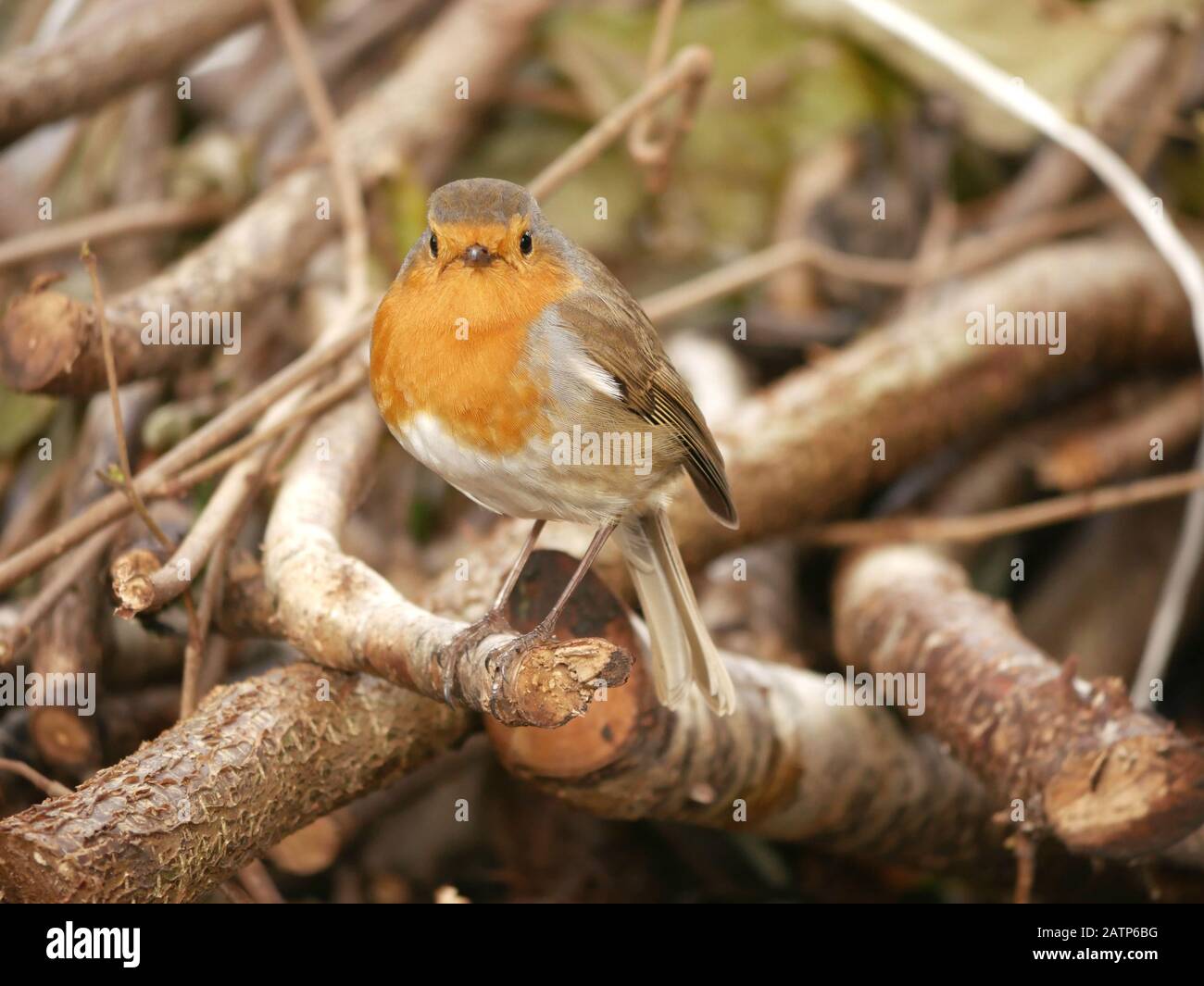 Piccolo robin-Erithacus rubecula tra i rami che guardano la macchina fotografica Foto Stock