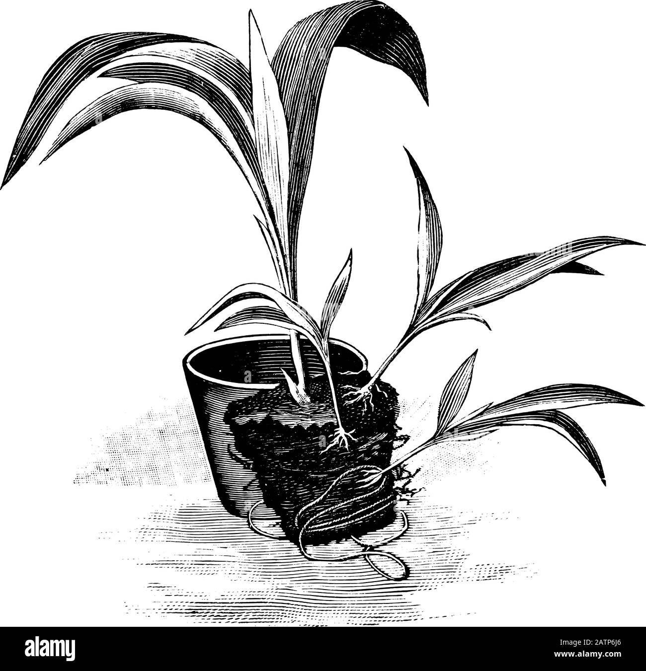 Antica linea d'arte vintage illustrazione, incisione o disegno di piante o fiori Curculigo propagazione da radice ventose. Da prenotare Piante in camera, Praga, 1898. Illustrazione Vettoriale