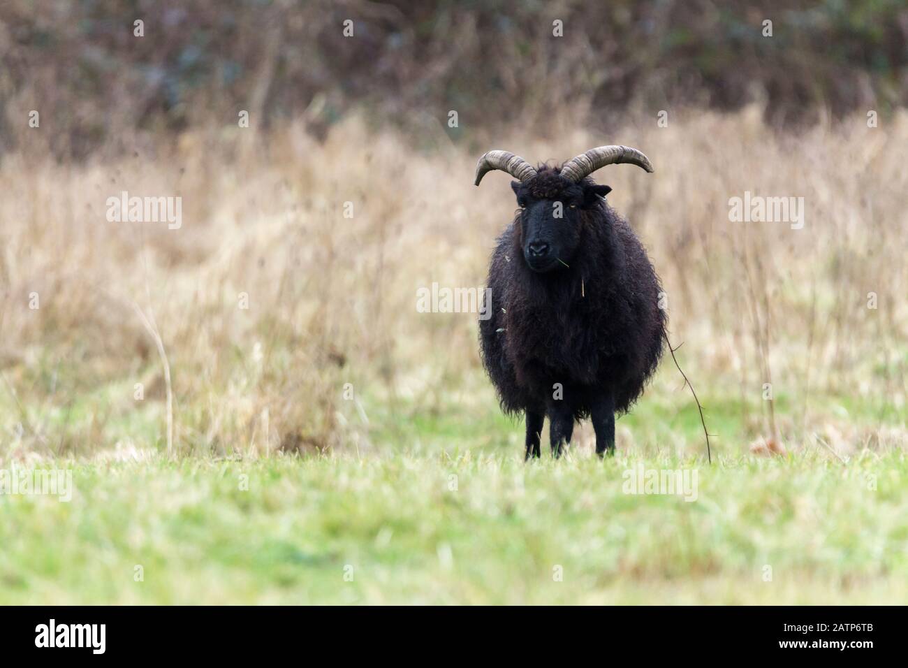 Una singola pecora ebrida nera nel prato della riserva naturale di Warnham, corna grandi di lana nera in piedi sull'erba. Usato in gruppi per pascolare vegetazione. Foto Stock