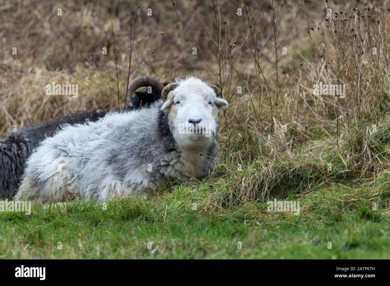 Herdwick pascolo pecore che posano nel prato della riserva naturale di Warnham, usato per pulire la vegetazione durante l'inverno una pecora nera ebridiana è dietro di esso. Foto Stock