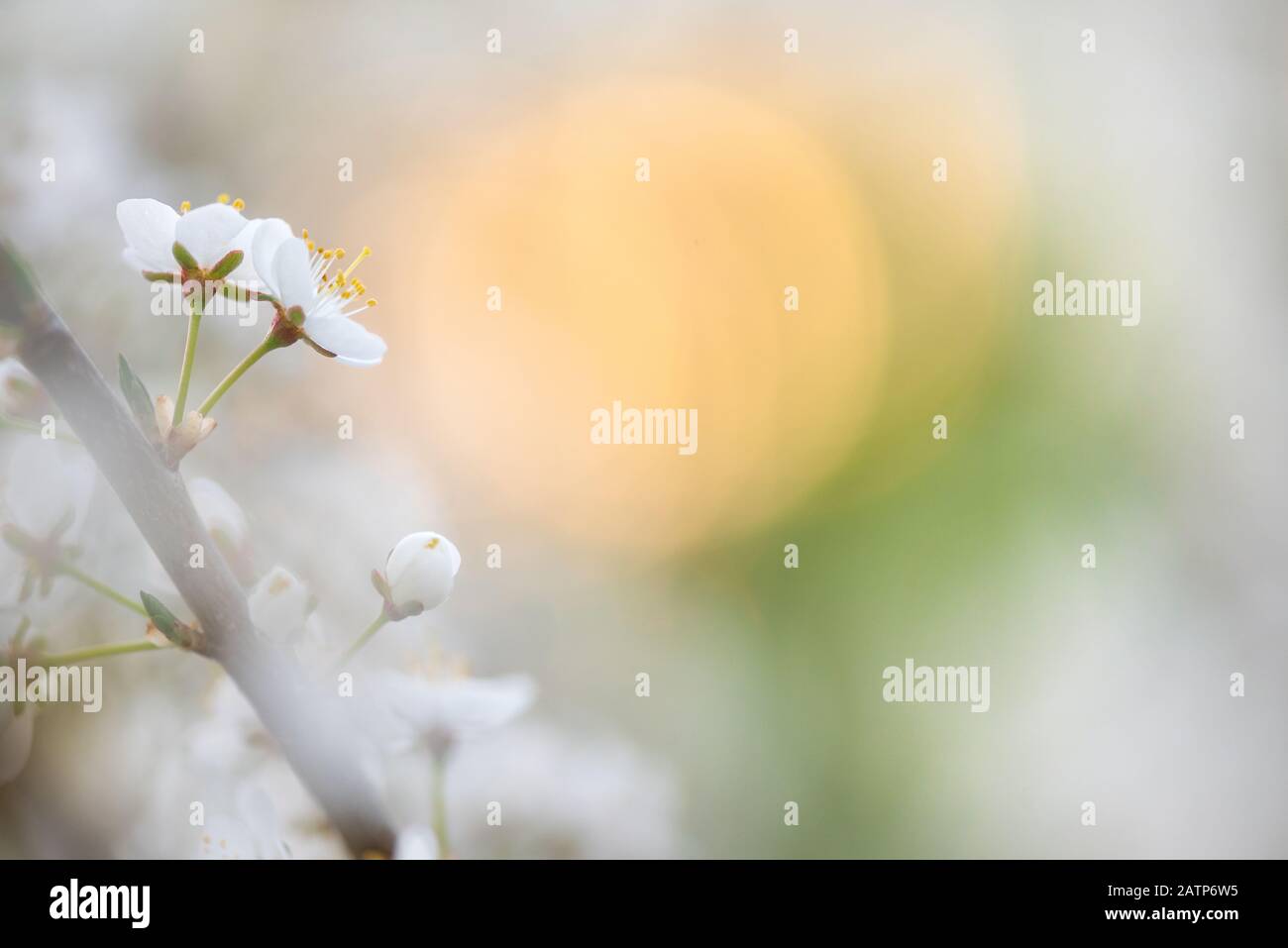 Prugna di ciliegia o fiori di prugna di Myrobalan. Fiorire albero di frutta in primavera. Sfondo morbido sfocato. Foto Stock