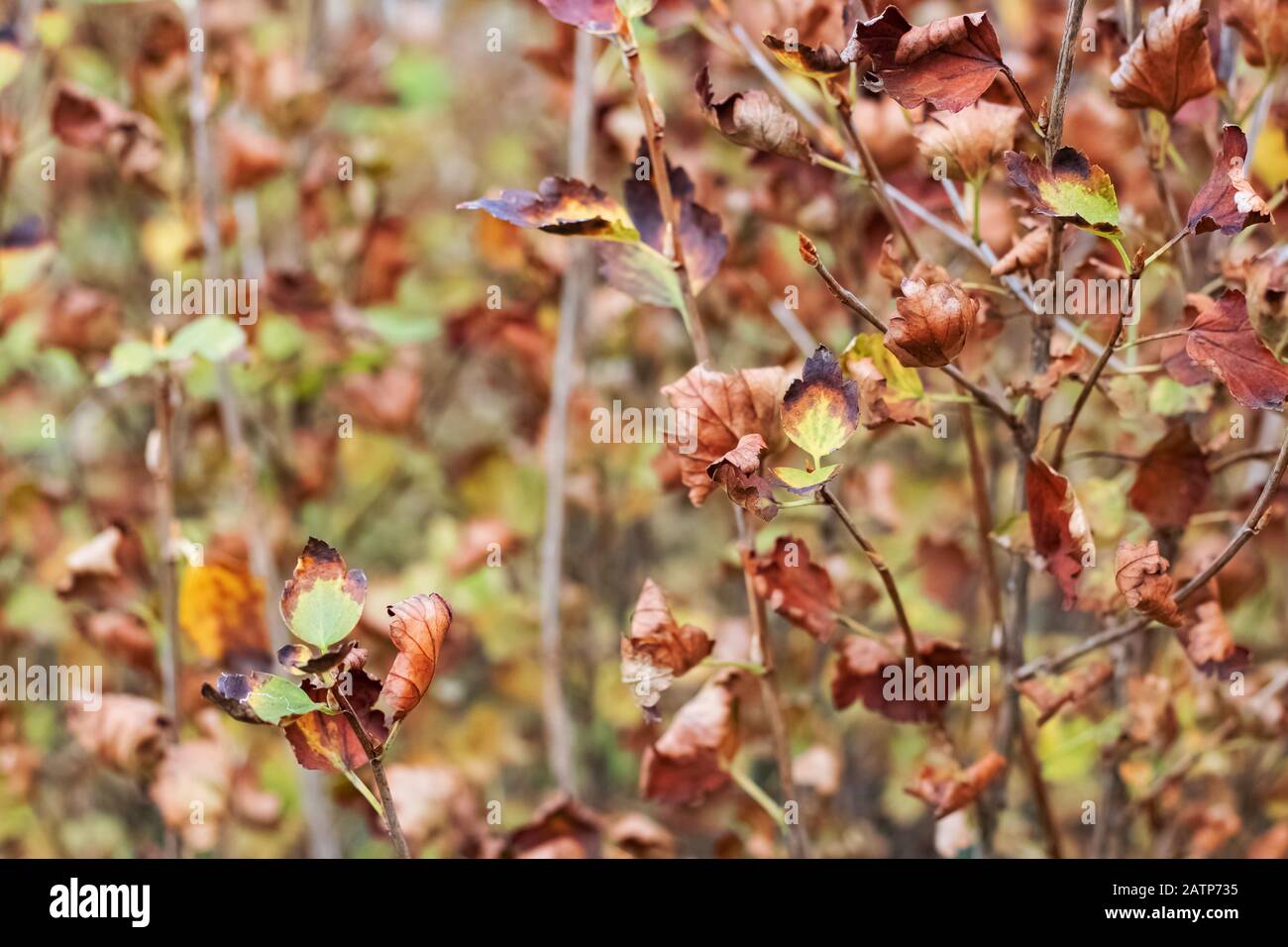 Foglie di autunno giallo su rami di albero vicino Foto Stock