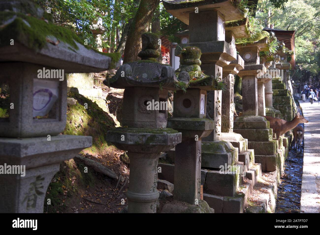 Vista del Grande Santuario Kasuga Foto Stock